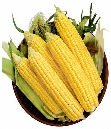Fresh Sweet Corn Per Kg