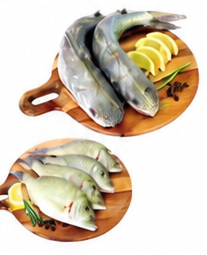 سمك شعري صغير أو كات فيش طازج