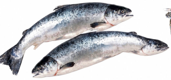 Norwegian Salmon Whole Cleaned Per kg